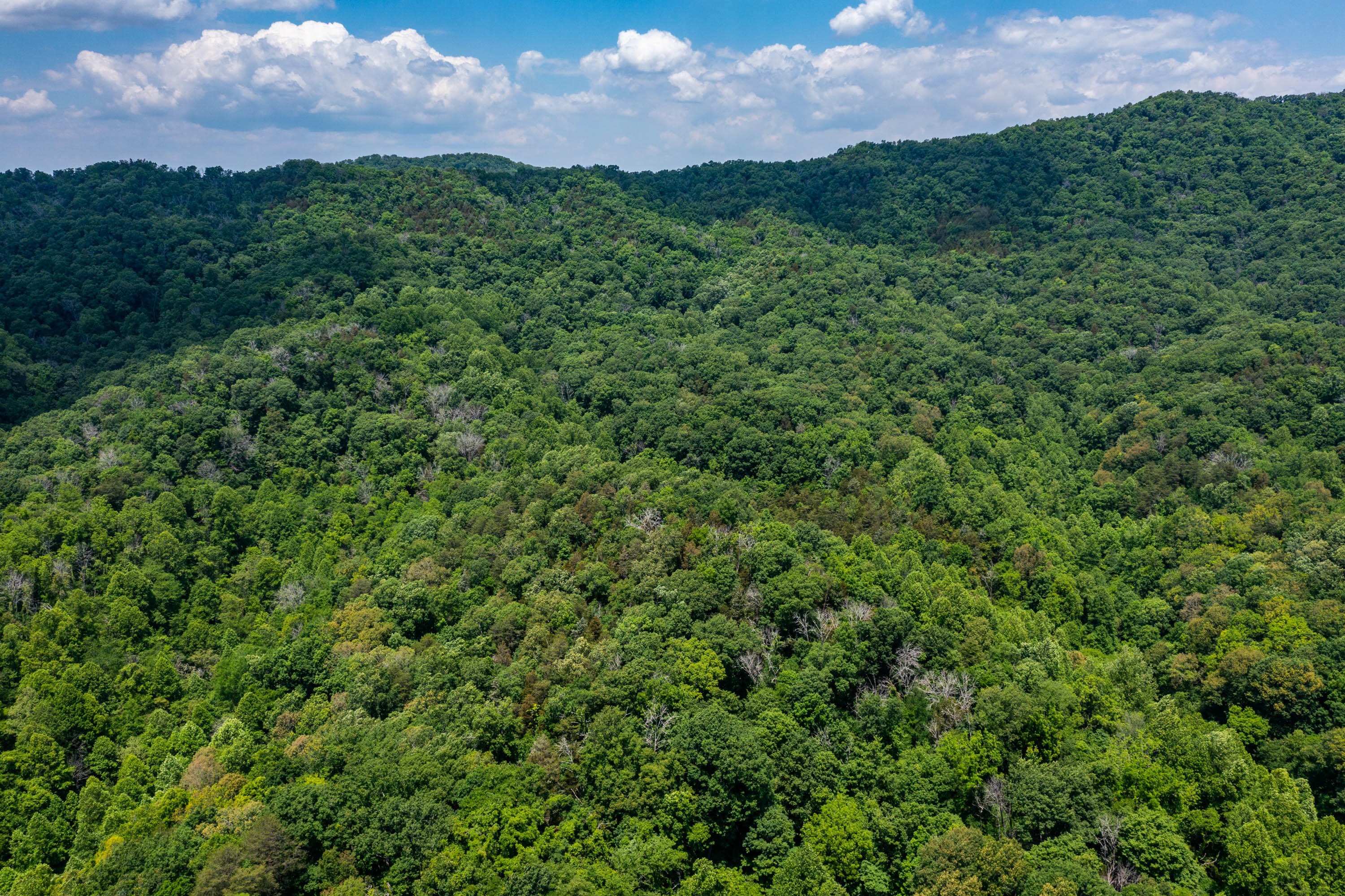 Tbd Gap Mountain Road Greeneville, TN 37745 - Photo 15 of 47 Gap Mountain Rd-9