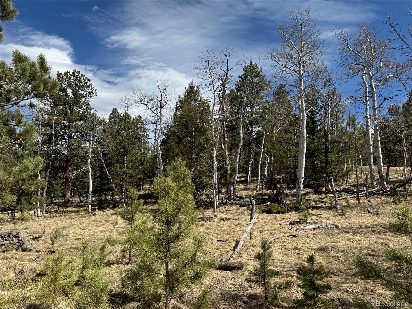 1666 Singletree Road Hartsel, CO 80449 - Photo 29 of 37 a view of outdoor space with trees