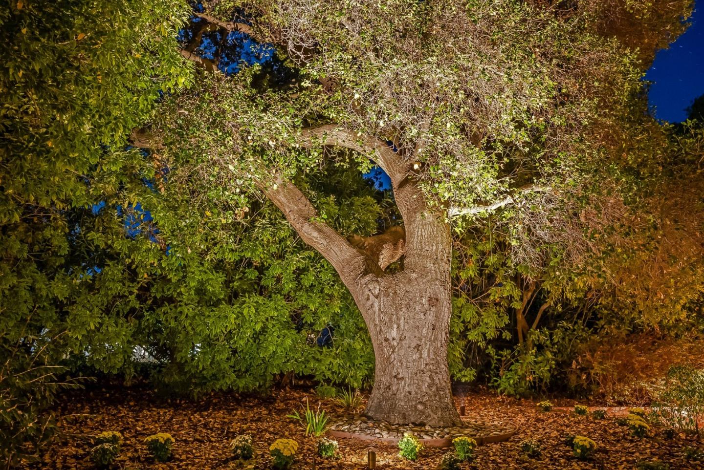23423 Toyonita Road Los Altos Hills, CA 94024 - Photo 57 of 59 a view of a trees