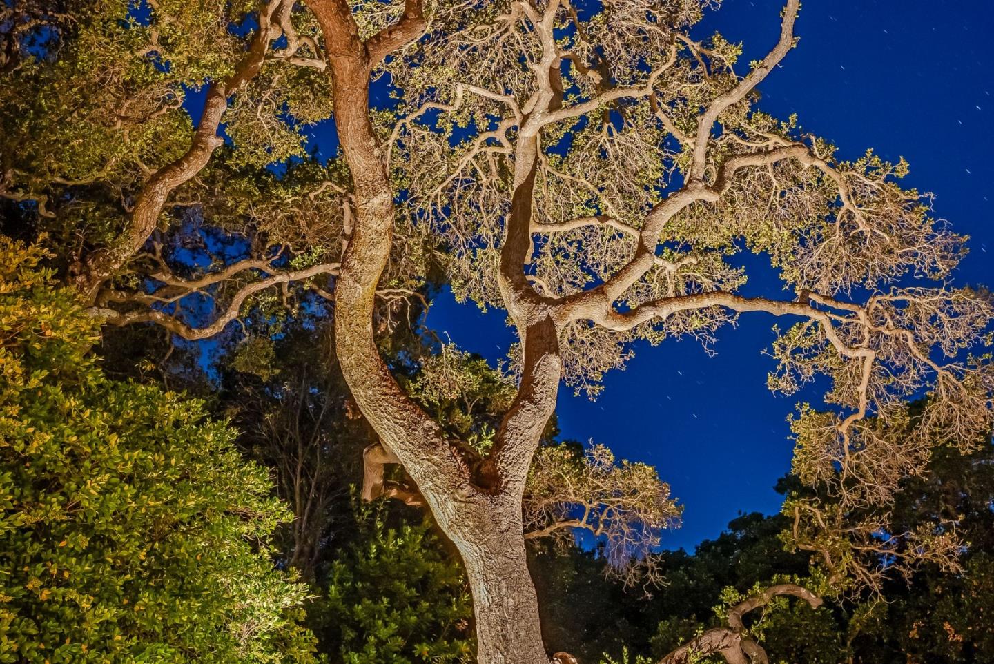 23423 Toyonita Road Los Altos Hills, CA 94024 - Photo 58 of 59 a picture of tree
