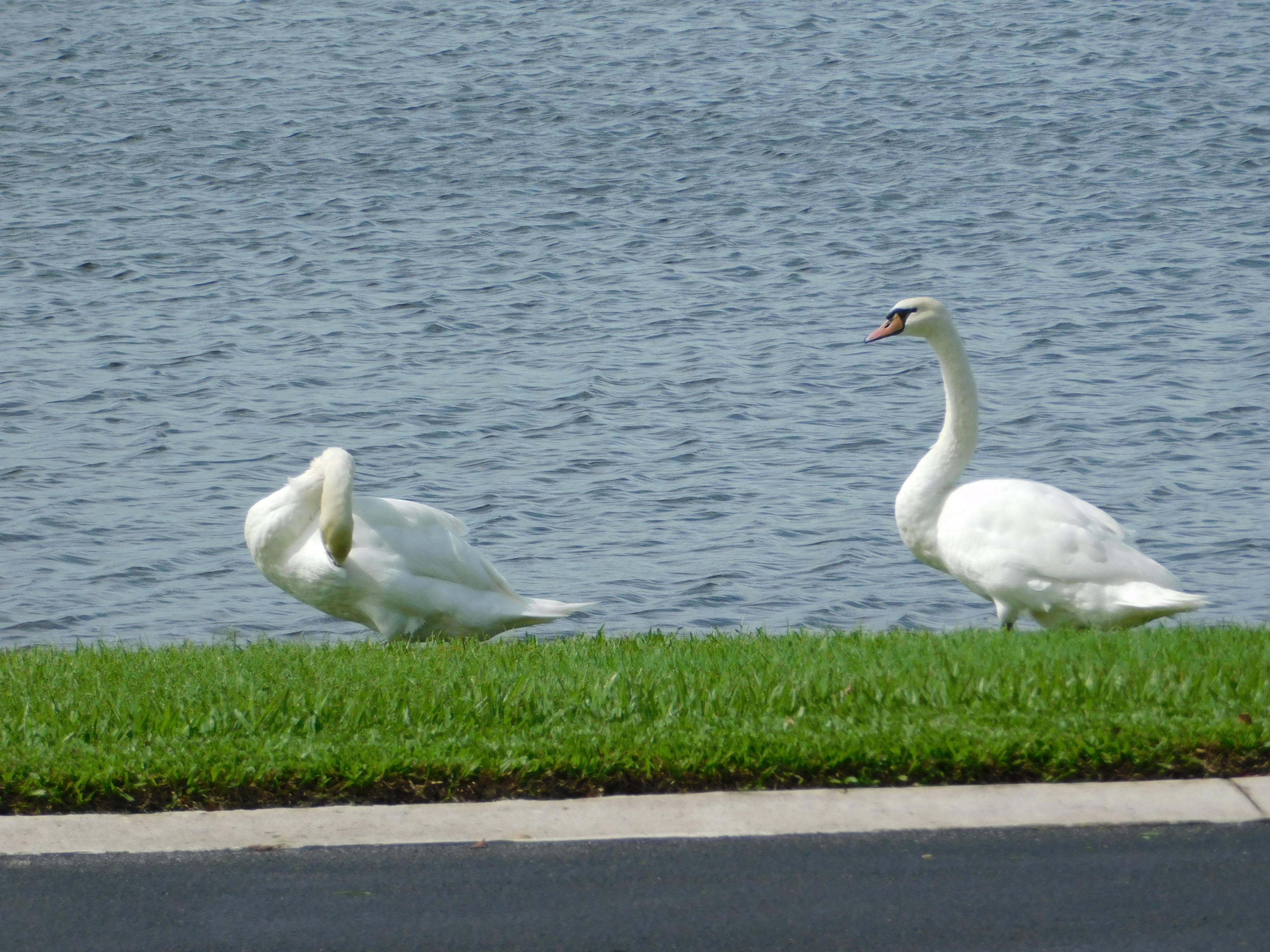 8925 Southwest Chevy Circle Stuart, FL 34997 - Photo 49 of 72 Neighborhood Swans