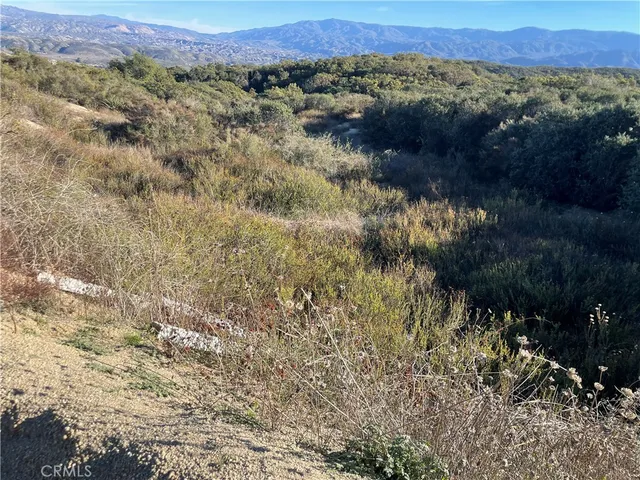 a view of a forest with a mountain