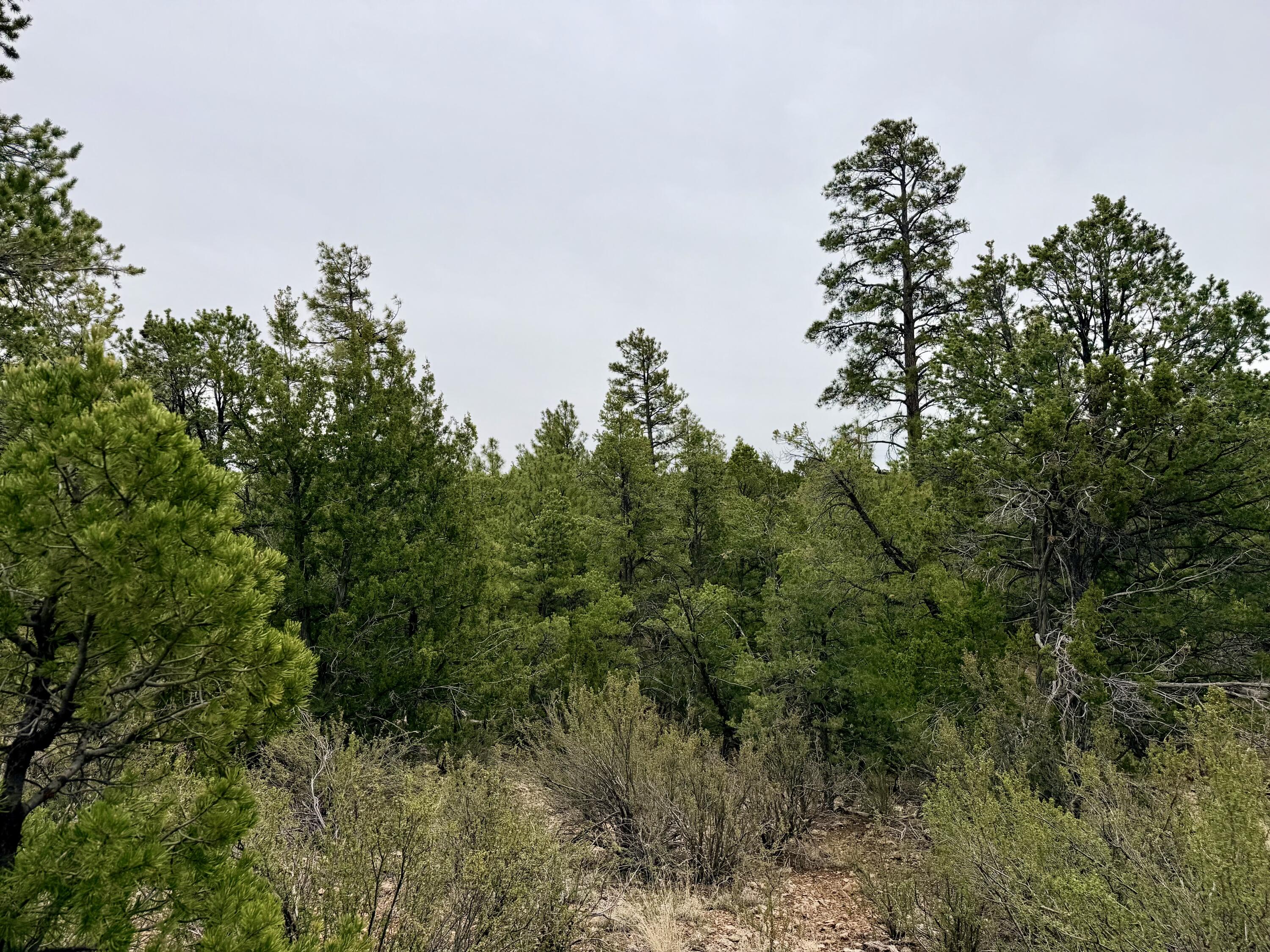4918 Sunset Ridge Loop Happy Jack, AZ 86024 - Photo 1 of 12