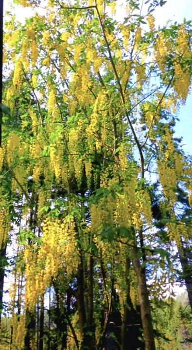 121 Northern Neck Road Mount Desert, ME 04660 - Photo 32 of 32 20240605_161221