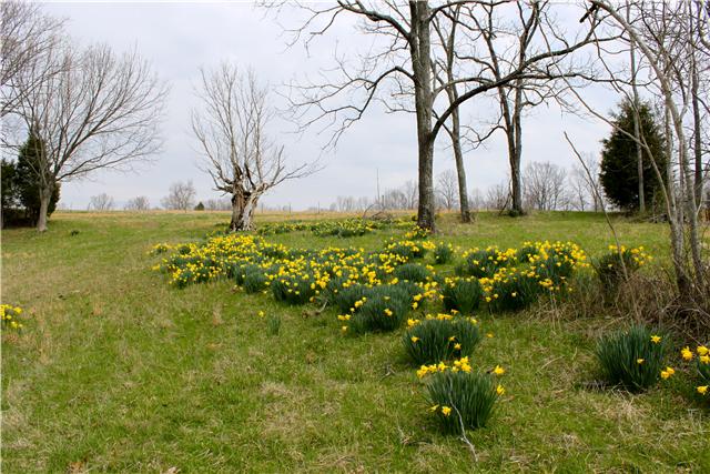 7436 Shoals Branch Road Primm Springs, TN 38476 - Photo 2 of 12 Wild daffodils in back field in springtime