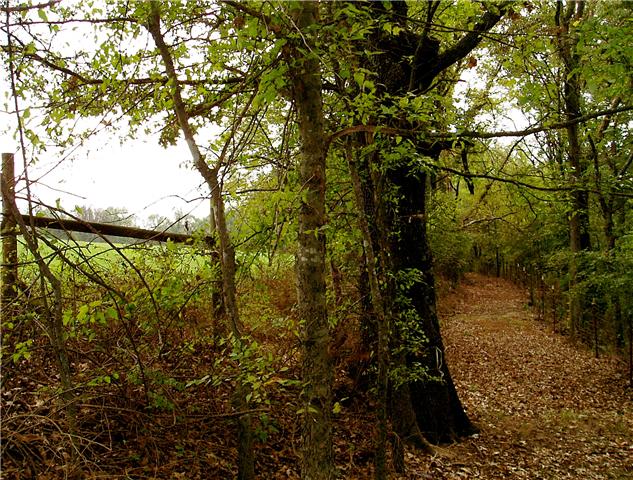7436 Shoals Branch Road Primm Springs, TN 38476 - Photo 7 of 12 Old wagon road in the back woods