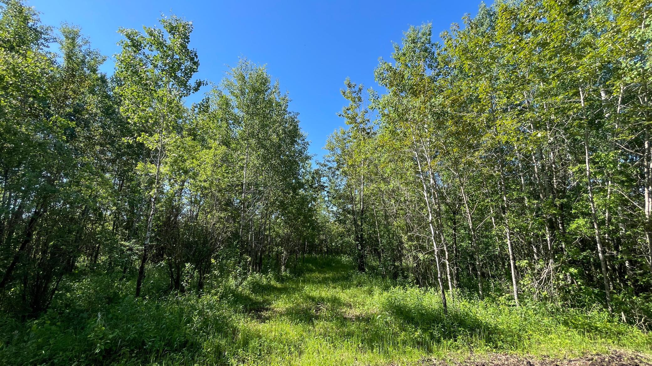 Tbd 440th Avenue Roseau, MN 56751 - Photo 49 of 80