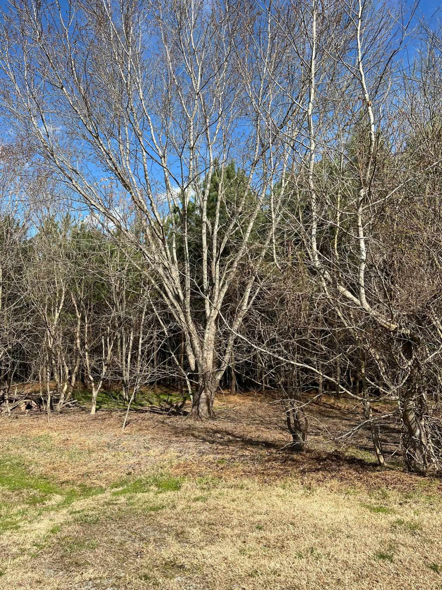 Tbd Tbd Howard Vaughan Road Rougemont, NC 27572 - Photo 4 of 5 Photo 4