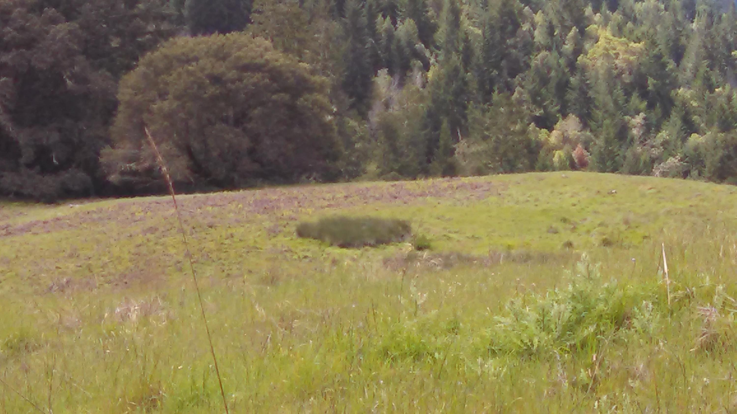 80-acres Barnum Road Myers Flat, CA 95554 - Photo 3 of 3