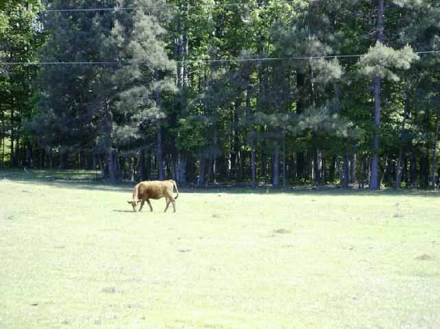 400 State Rd S-4-476 Iva, SC 29655 - Photo 6 of 7 Gallery Image 6