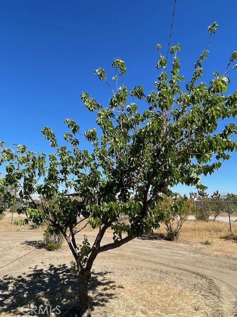 1011 Danbury Road Pinon Hills, CA 92372 - Photo 31 of 34 Fruit Tree