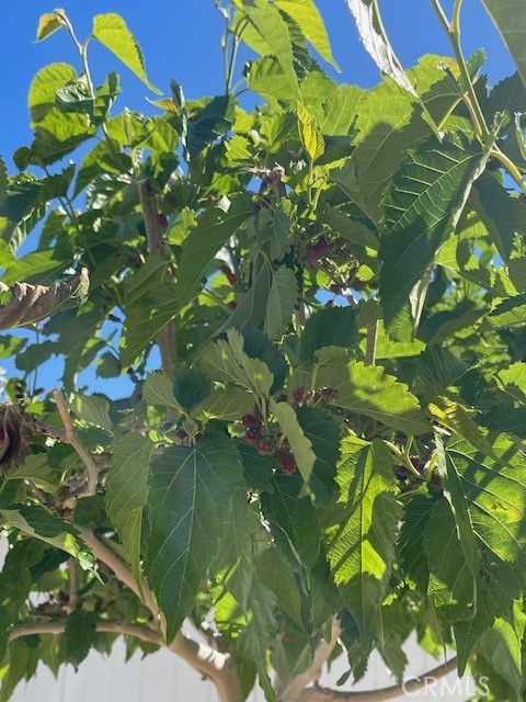 1011 Danbury Road Pinon Hills, CA 92372 - Photo 32 of 34 Berry Tree