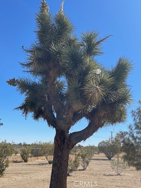1011 Danbury Road Pinon Hills, CA 92372 - Photo 33 of 34 Joshua Tree