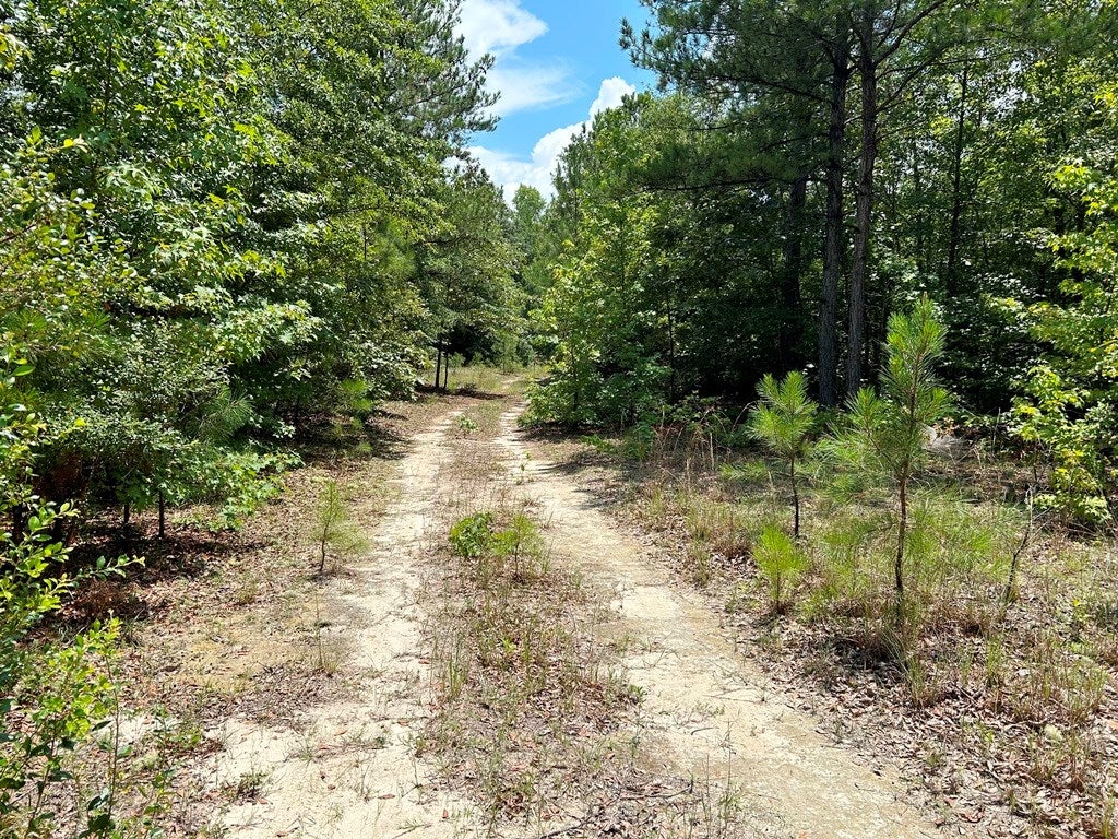 Lot 0 Balerma Church Road Sparta, GA 31087 - Photo 3 of 20 Gallery Image 3