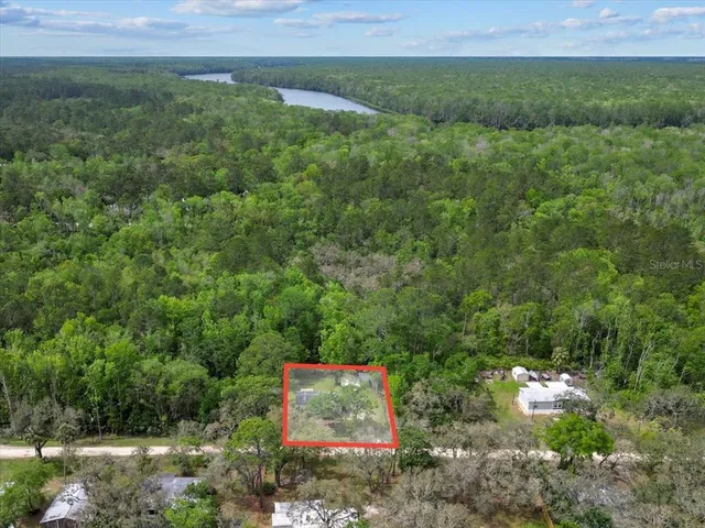 a view of a lush green forest
