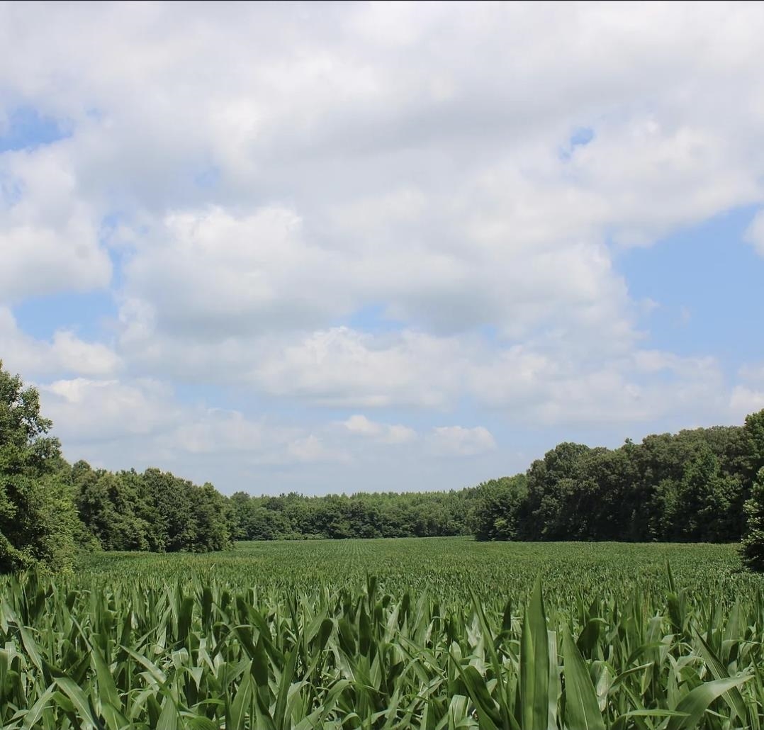 0 Dorse Road Moscow, TN 38057 - Photo 19 of 39 View of local wilderness featuring abundant farmland and rural landscape