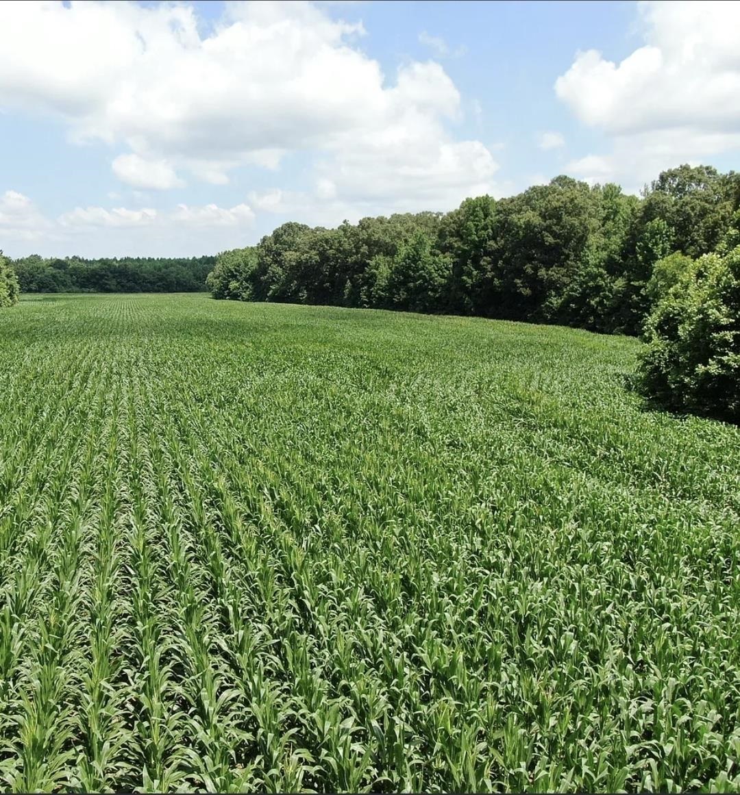 0 Dorse Road Moscow, TN 38057 - Photo 2 of 39 View of yard with agricultural area and a rural view