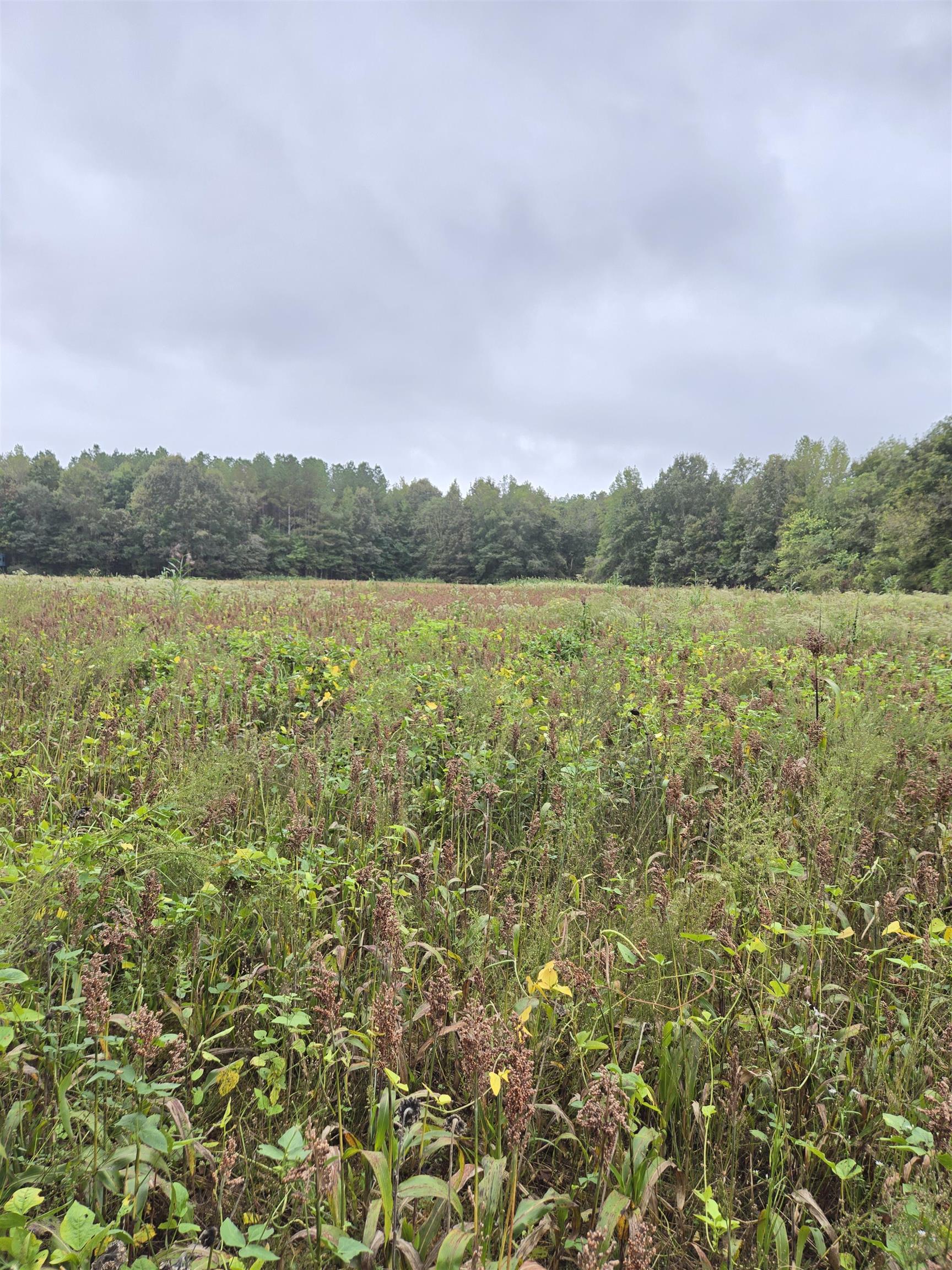 0 Dorse Road Moscow, TN 38057 - Photo 23 of 39 View of tree filled area with a view of rural / pastoral area