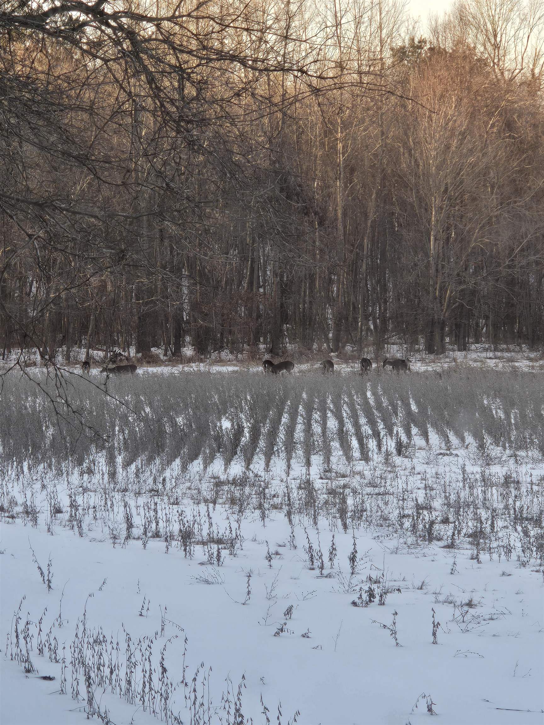 0 Dorse Road Moscow, TN 38057 - Photo 24 of 39 View of yard layered in snow