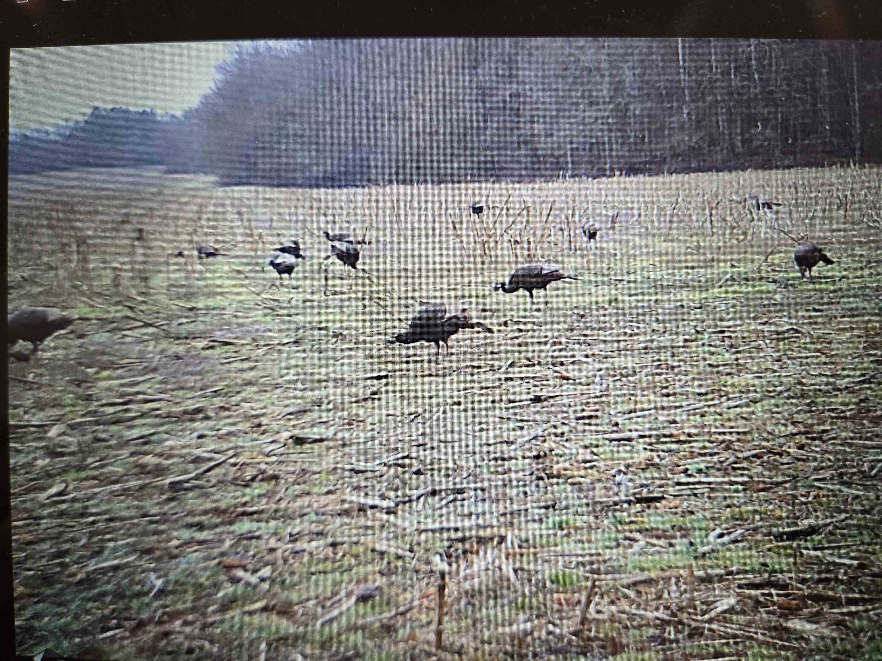 0 Dorse Road Moscow, TN 38057 - Photo 25 of 39 Exterior view