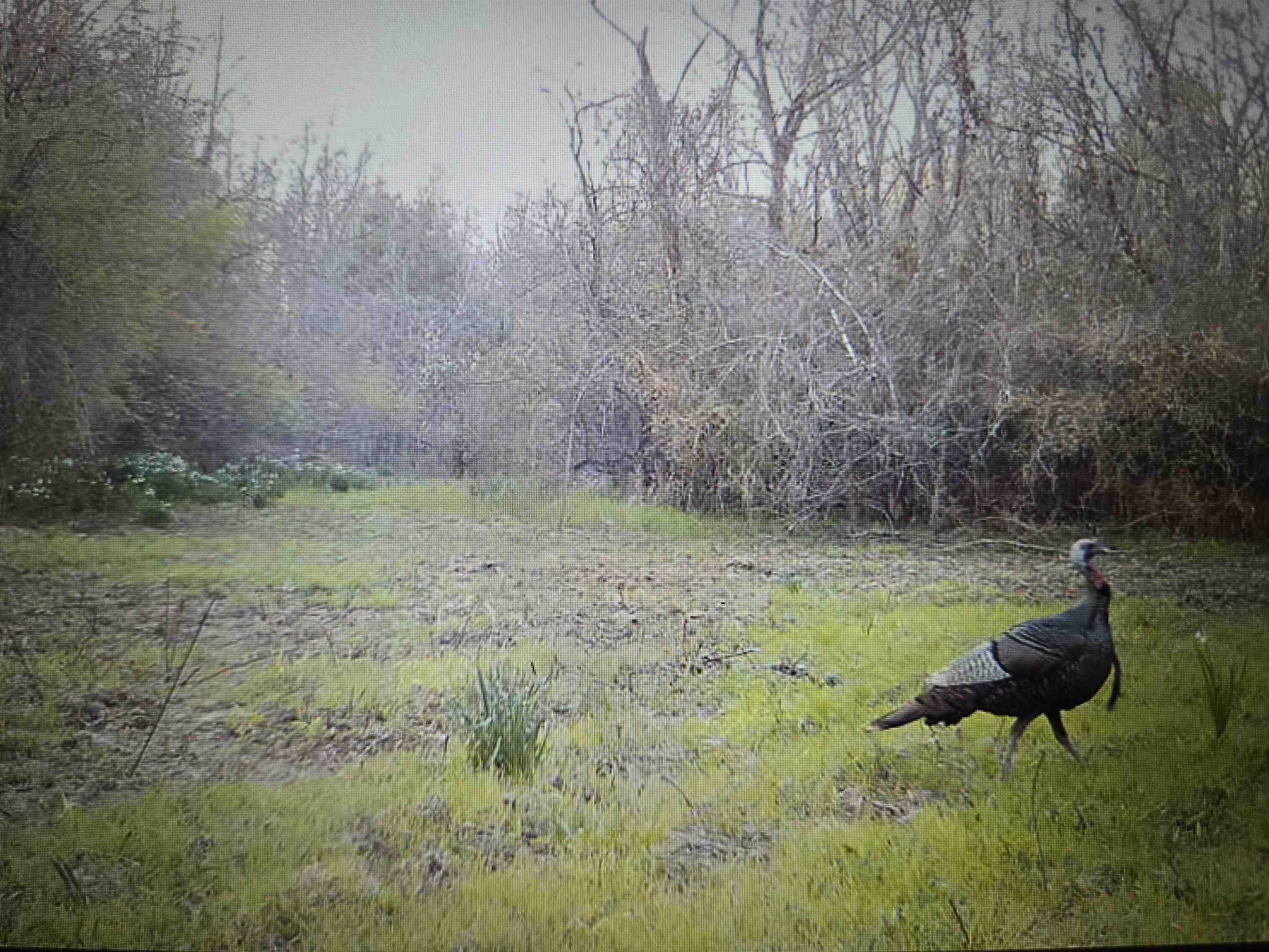 0 Dorse Road Moscow, TN 38057 - Photo 27 of 39 View of yard
