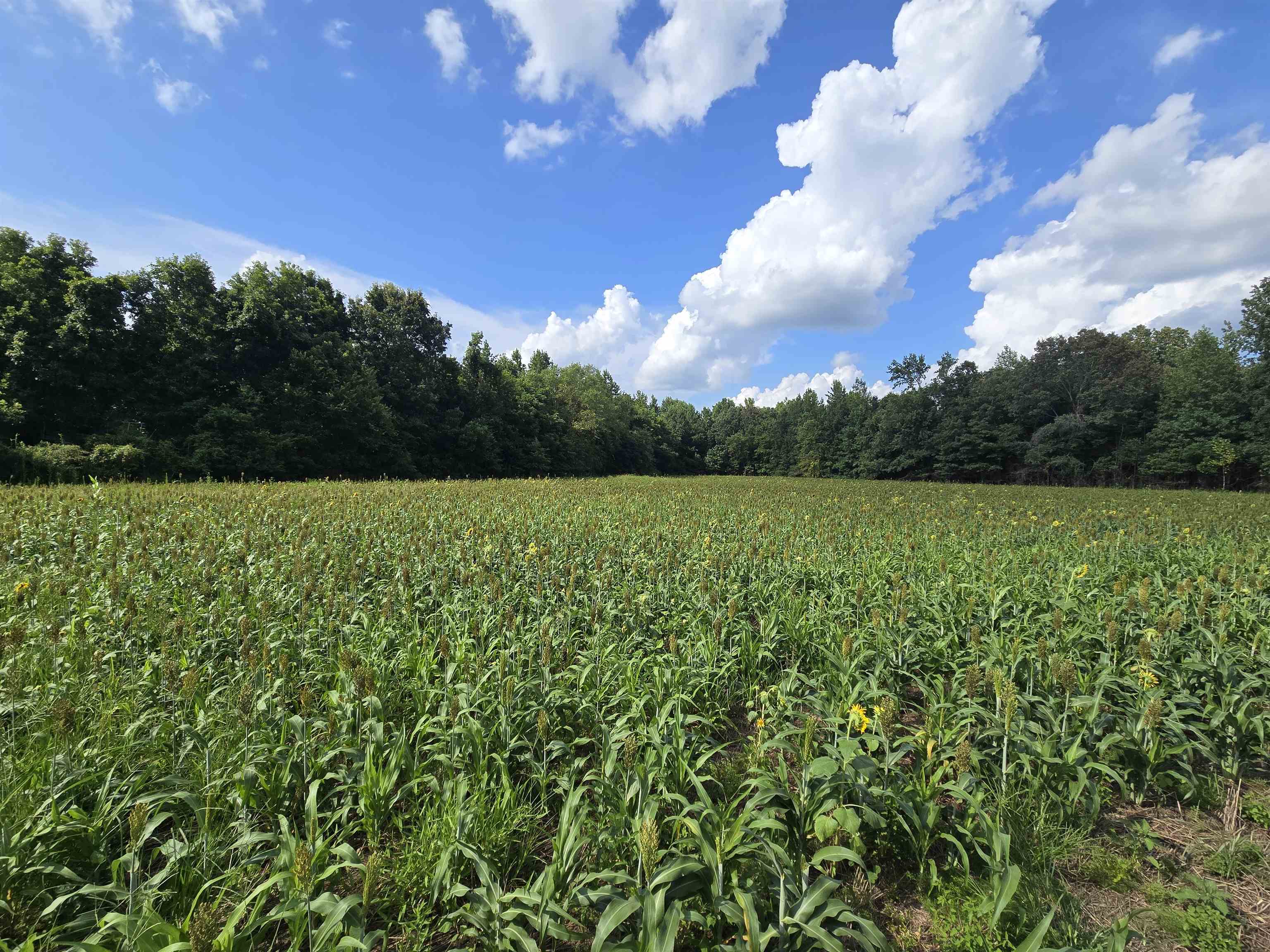0 Dorse Road Moscow, TN 38057 - Photo 30 of 39 View of nature with extensive farmland and rural landscape
