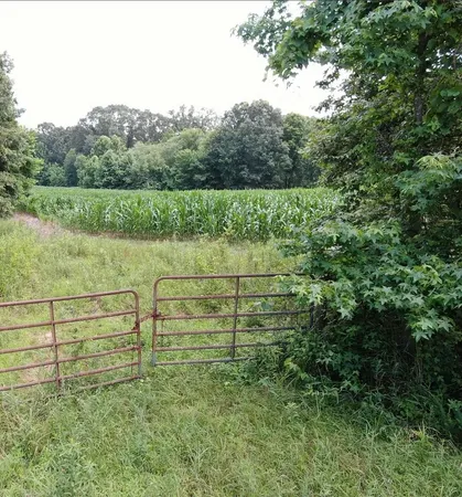 a view of a green field with plants
