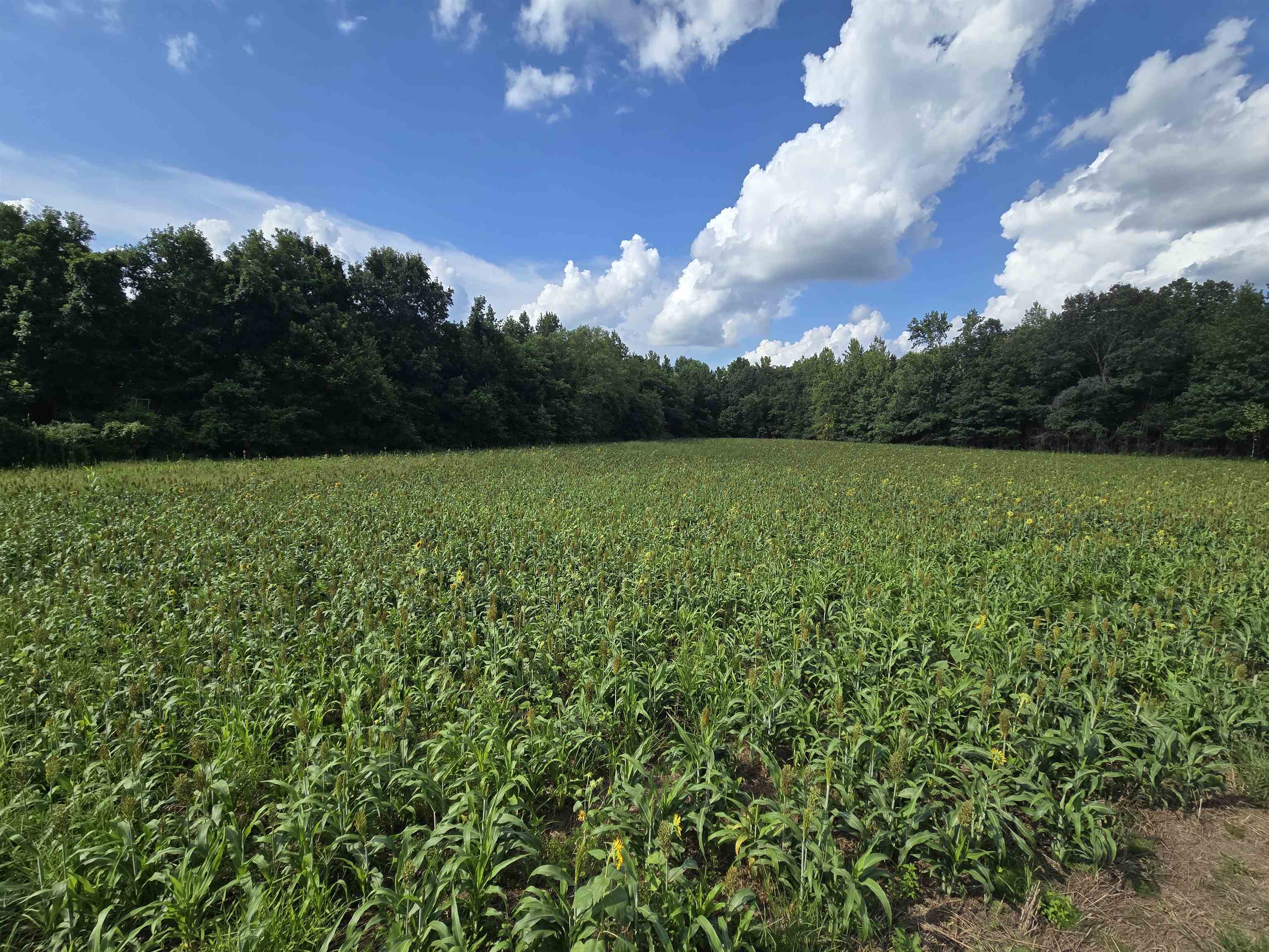 0 Dorse Road Moscow, TN 38057 - Photo 32 of 39 View of local wilderness featuring rows of crops and rural landscape