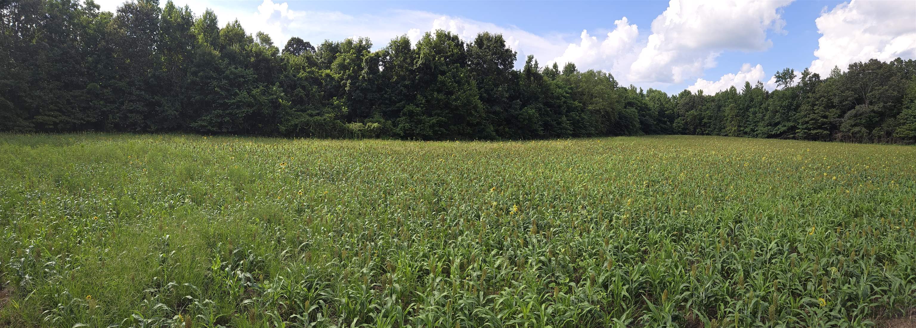 0 Dorse Road Moscow, TN 38057 - Photo 33 of 39 View of nature featuring rural landscape