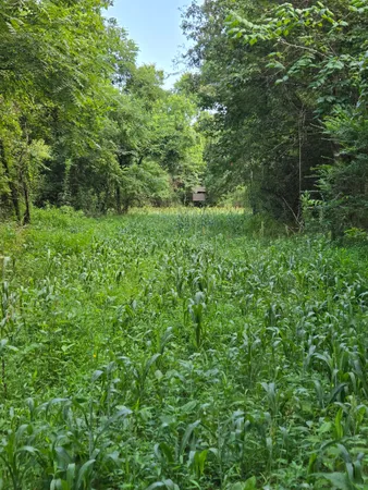 a view of a field with a tree in the background