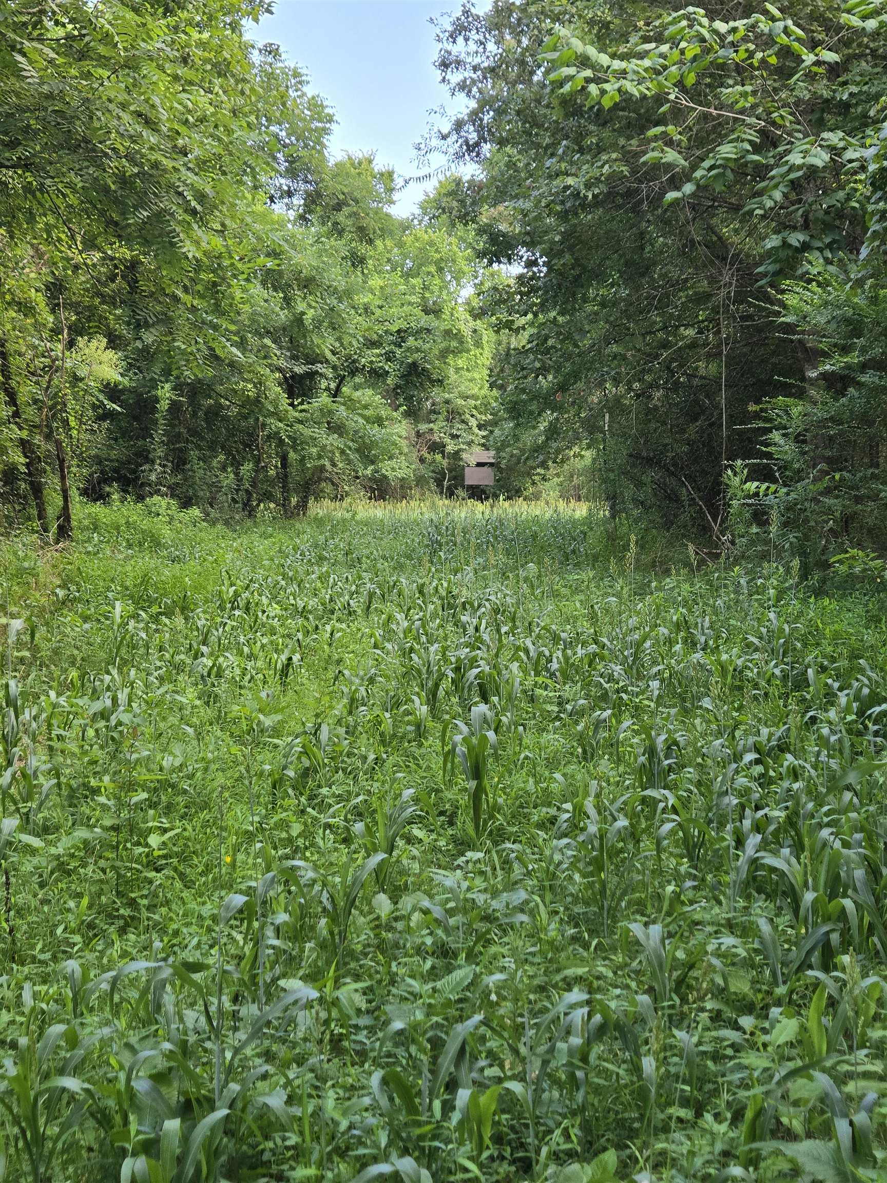 0 Dorse Road Moscow, TN 38057 - Photo 34 of 39 View of nature