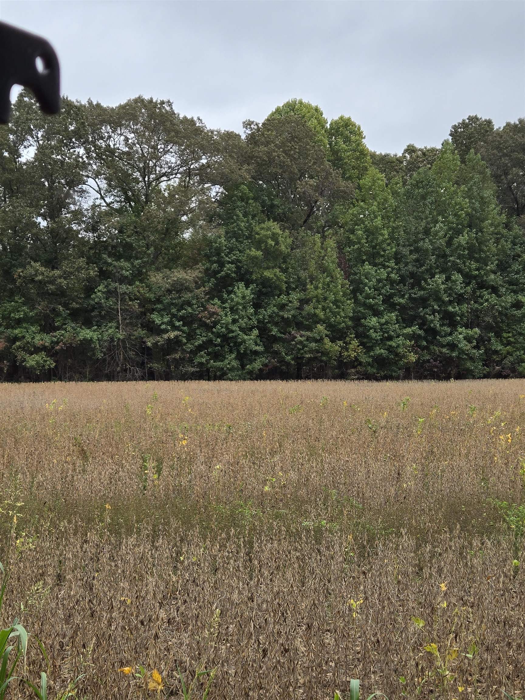 0 Dorse Road Moscow, TN 38057 - Photo 35 of 39 View of undeveloped land