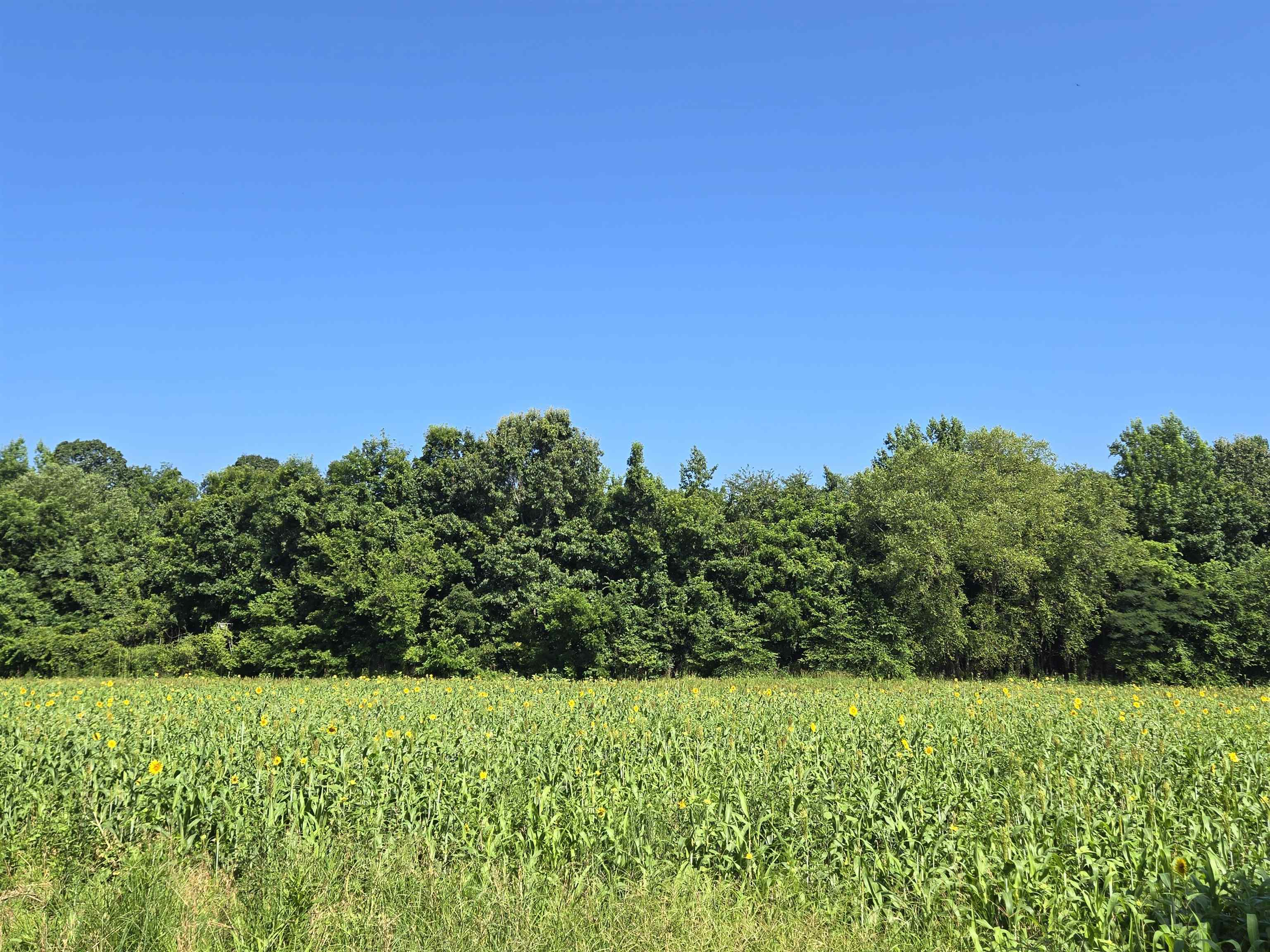 0 Dorse Road Moscow, TN 38057 - Photo 37 of 39 View of nature featuring rows of crops