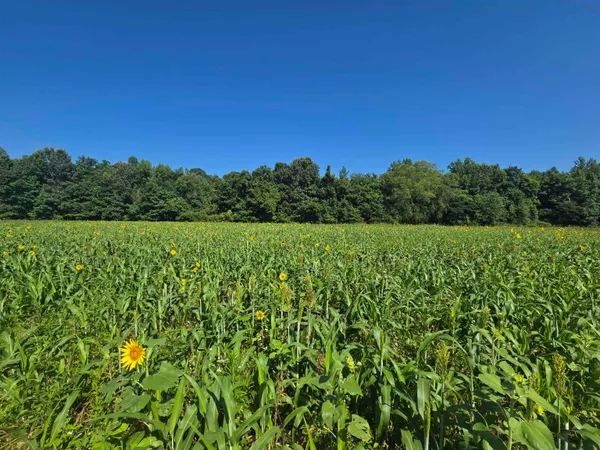 $349,900 | 0 Dorse Road, Moscow, TN 38057