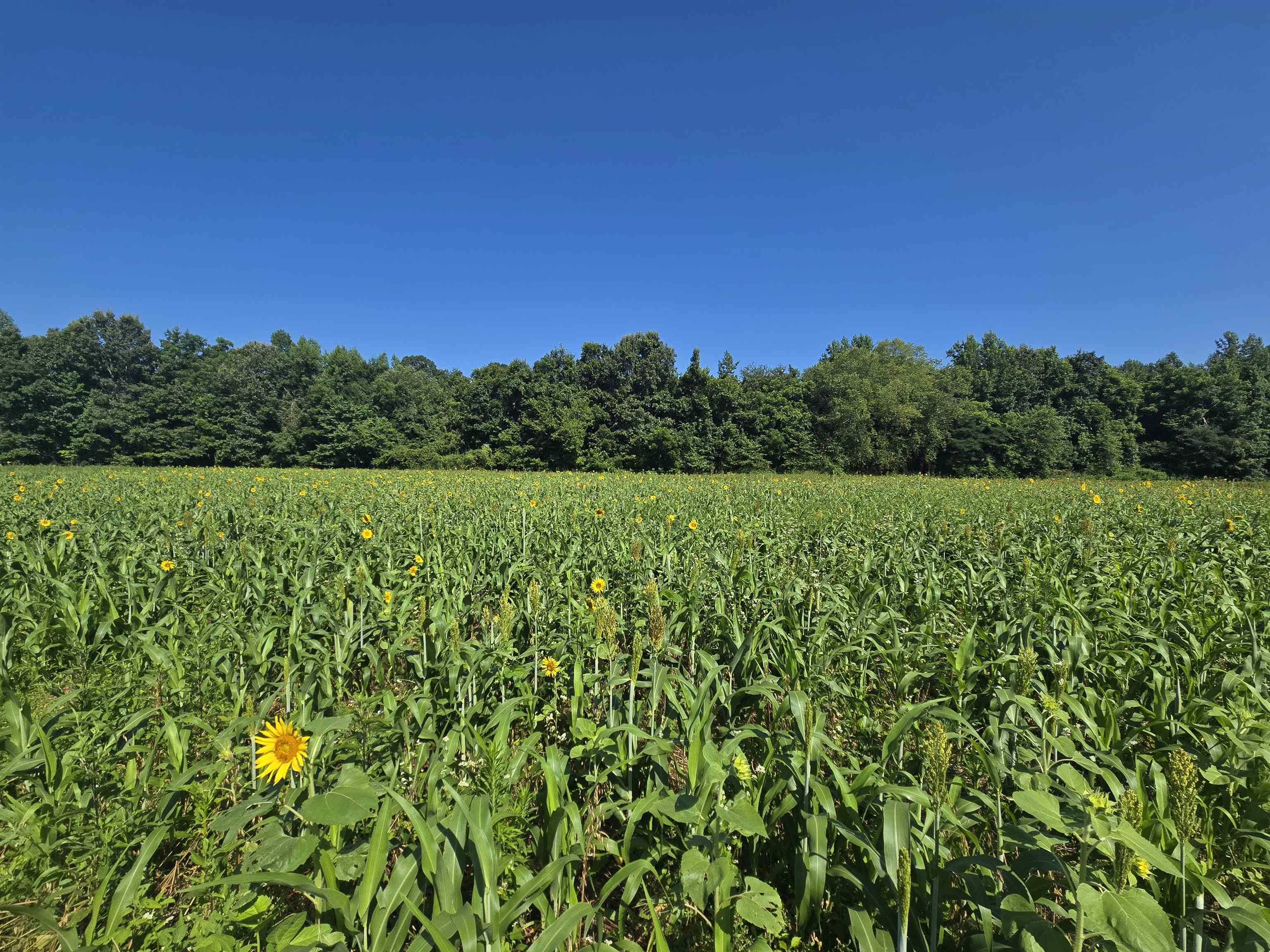 0 Dorse Road Moscow, TN 38057 - Photo 38 of 39 View of nature featuring rural landscape