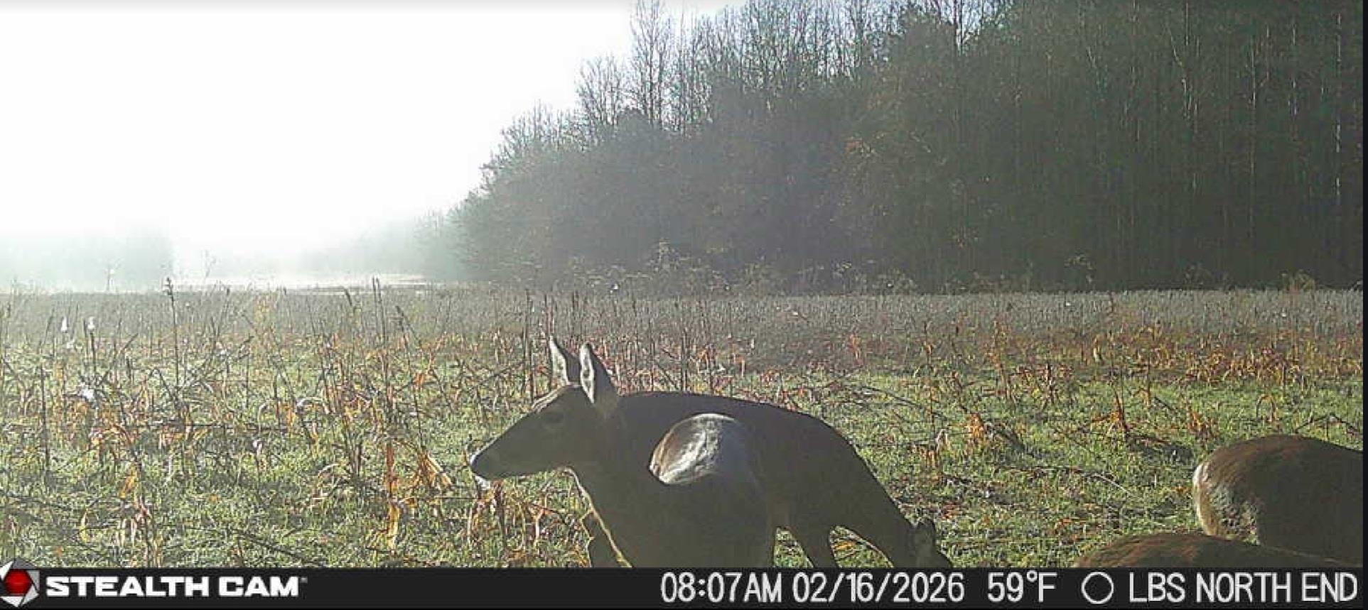 0 Dorse Road Moscow, TN 38057 - Photo 39 of 39 Exterior view