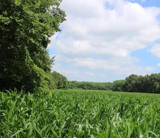 a view of a green field with lots of bushes