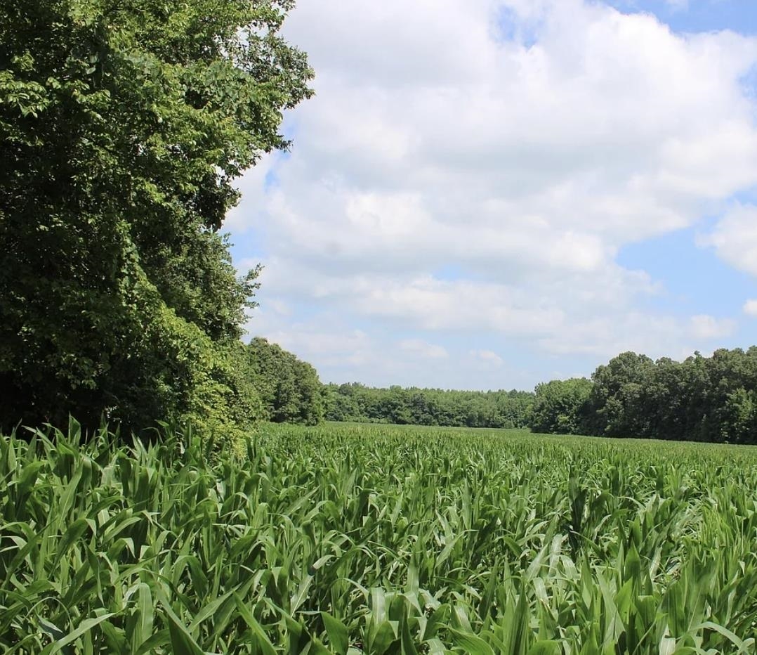 0 Dorse Road Moscow, TN 38057 - Photo 4 of 39 View of undeveloped land with extensive farmland and rural landscape