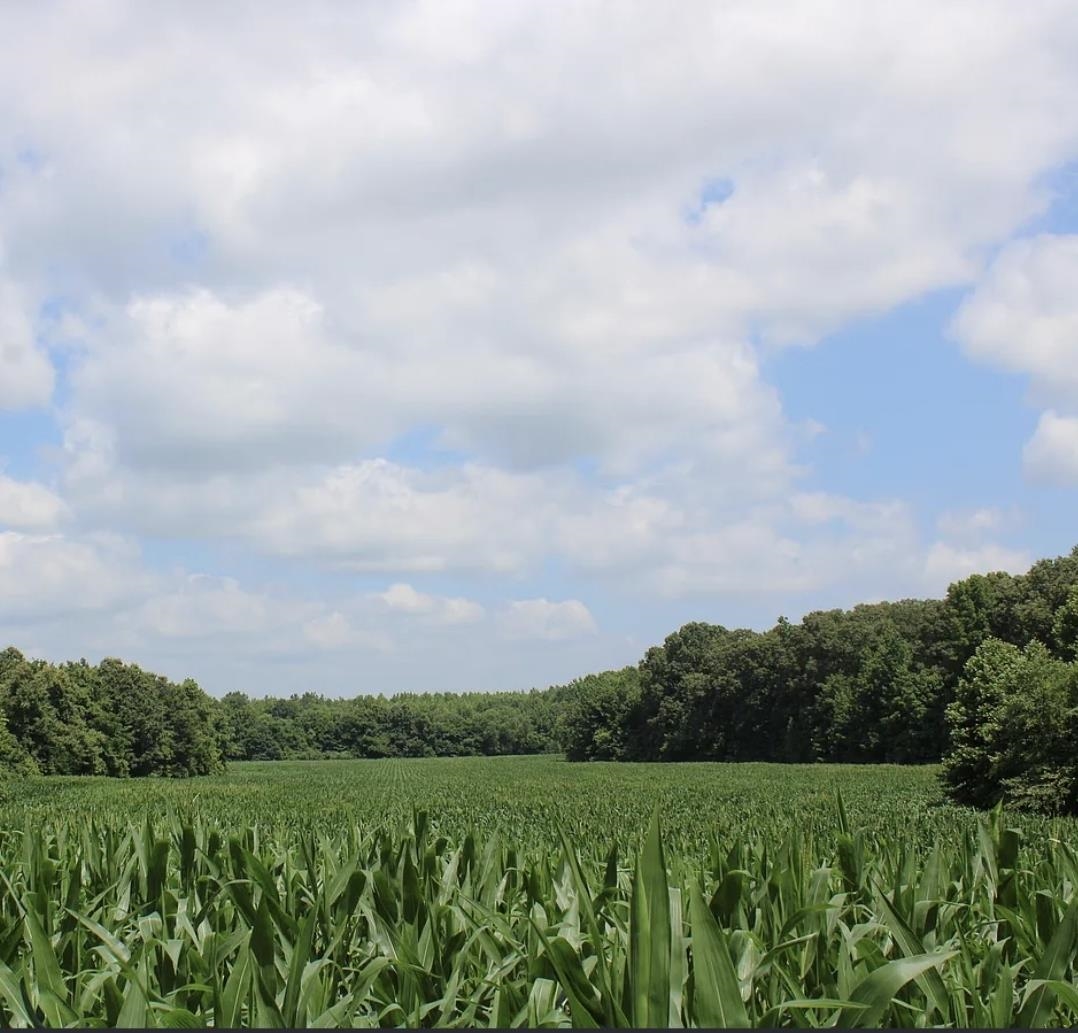 0 Dorse Road Moscow, TN 38057 - Photo 5 of 39 View of undeveloped land featuring rural landscape
