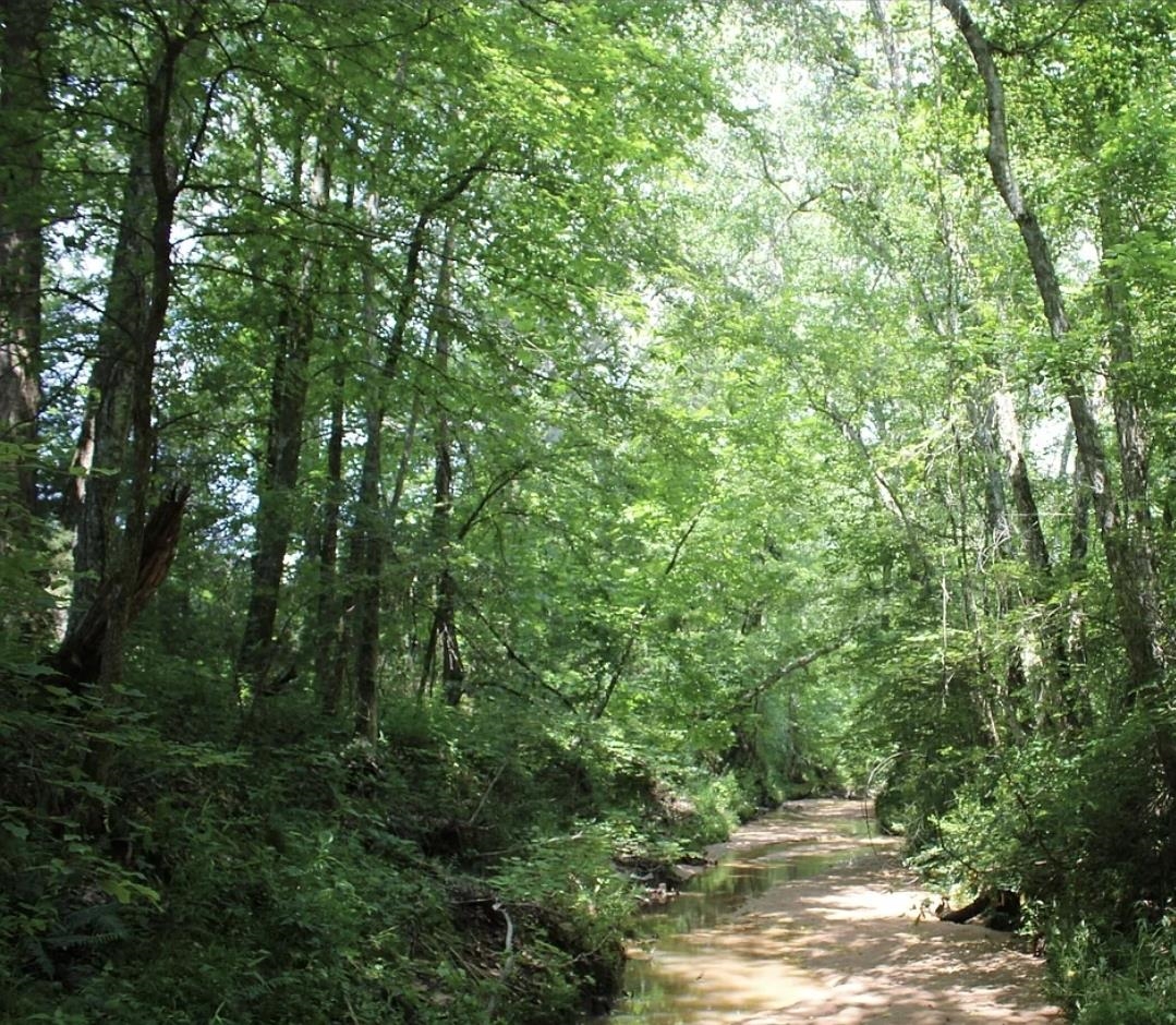 0 Dorse Road Moscow, TN 38057 - Photo 6 of 39 View of woods