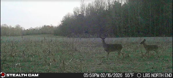 a view of a field