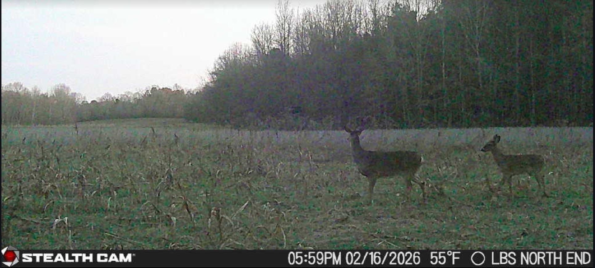 0 Dorse Road Moscow, TN 38057 - Photo 7 of 39 View of yard