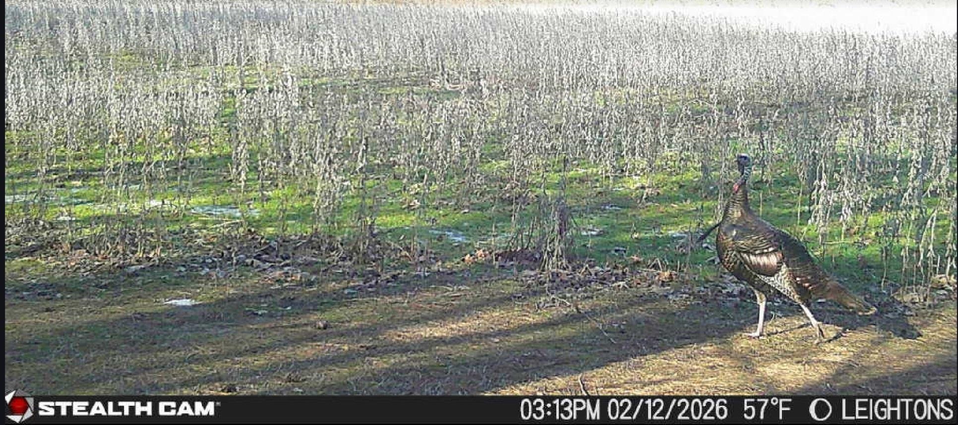 0 Dorse Road Moscow, TN 38057 - Photo 8 of 39 View of local wilderness