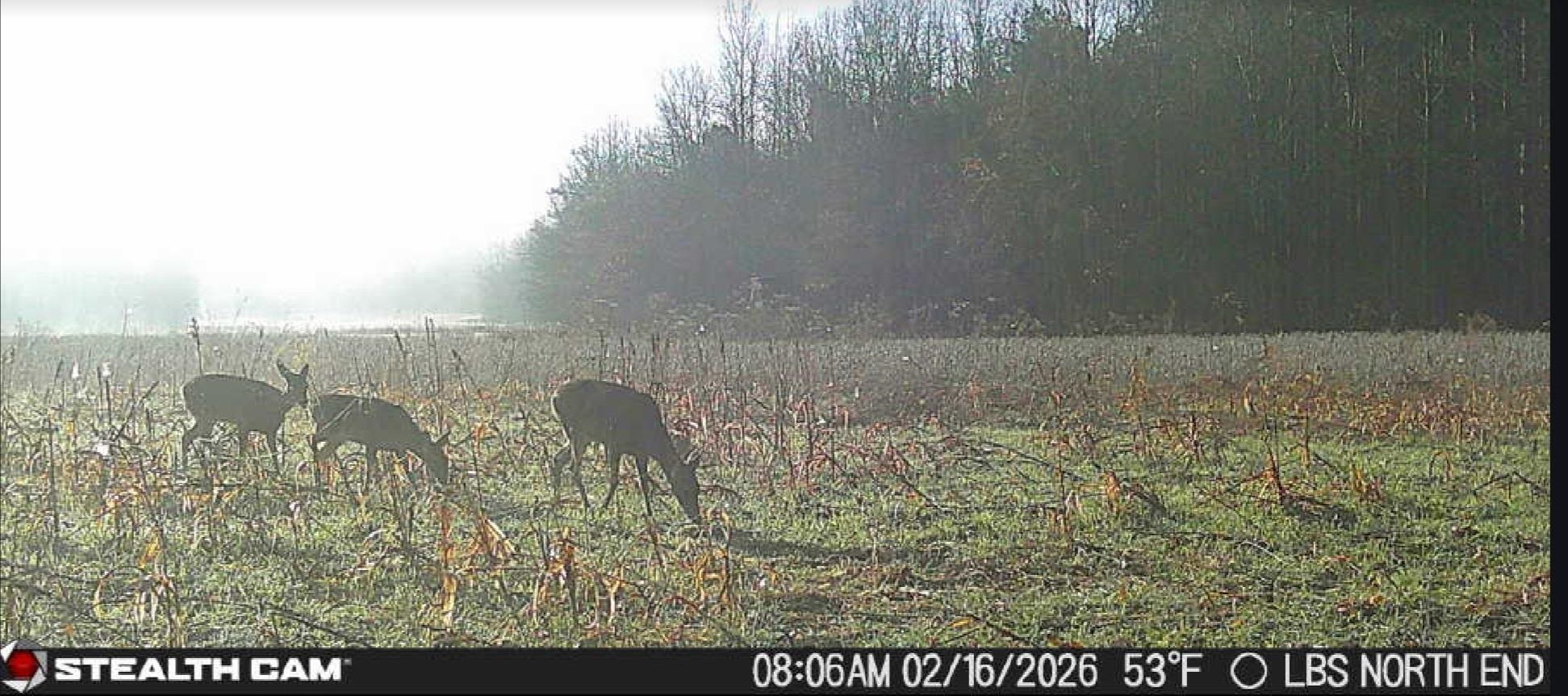0 Dorse Road Moscow, TN 38057 - Photo 9 of 39 Exterior view