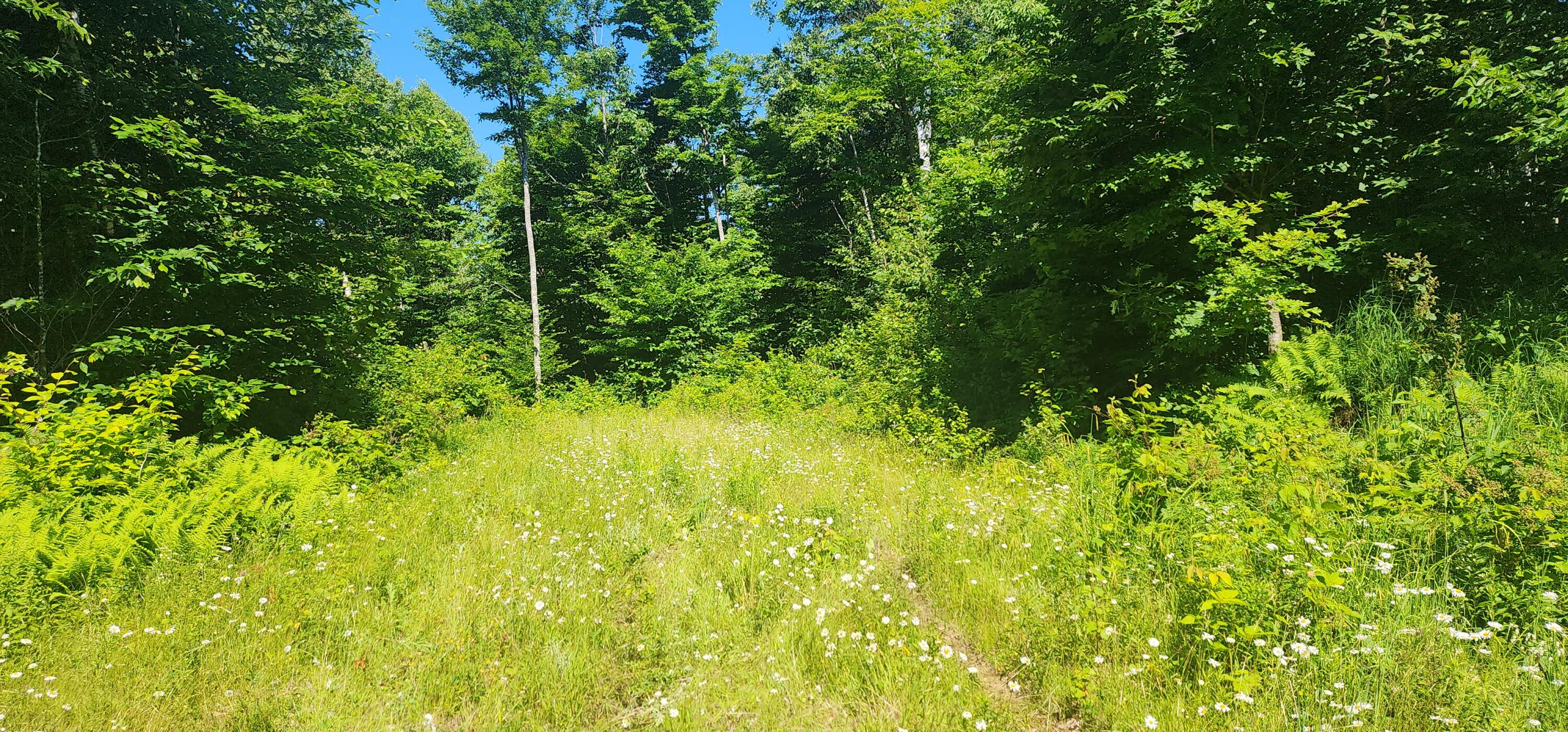 20.82-ac Sleeper Road Island Falls, ME 04747 - Photo 5 of 13 20240701_095733