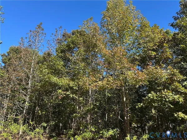 a flag is sitting in the middle of a forest