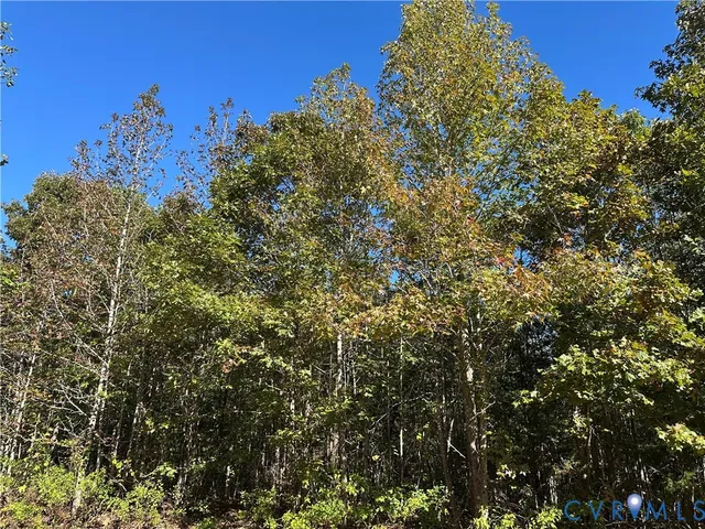 a flag is sitting in the middle of a forest