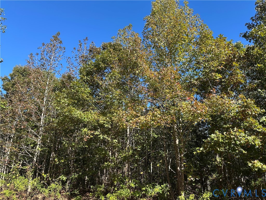 438 Mountain Top Road New Canton, VA 23123 - Photo 11 of 21 a view of a tree in a yard