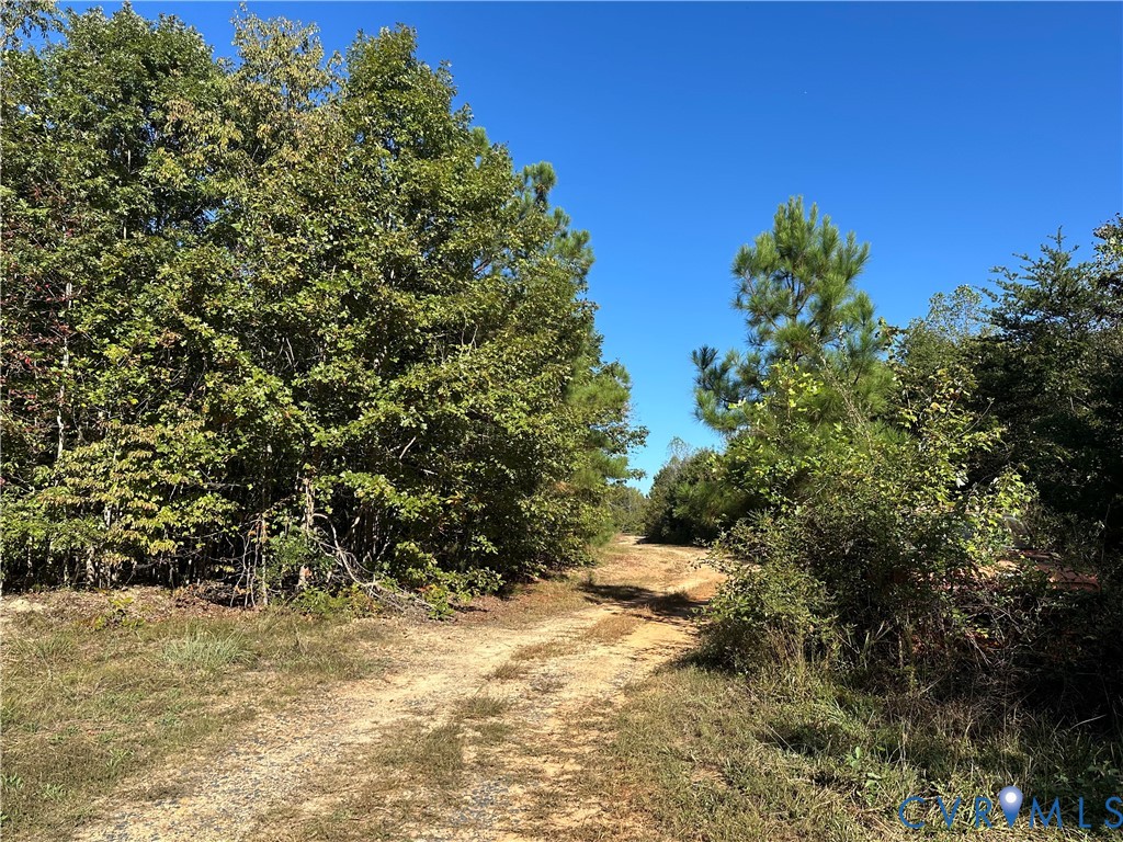 438 Mountain Top Road New Canton, VA 23123 - Photo 4 of 21 a view of a yard with plants and trees