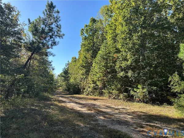 a view of a yard with large trees